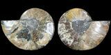 Cut & Polished Ammonite Fossil - Agatized #69019-1